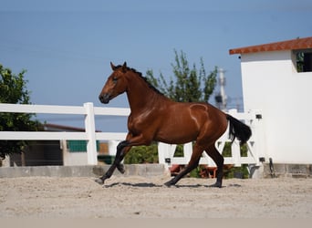 Lusitanien, Étalon, 3 Ans, 163 cm, Bai cerise