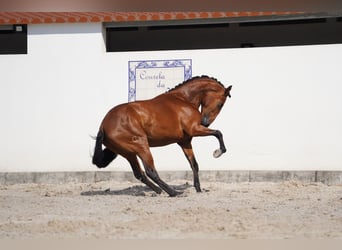 Lusitanien, Étalon, 3 Ans, 163 cm, Bai cerise