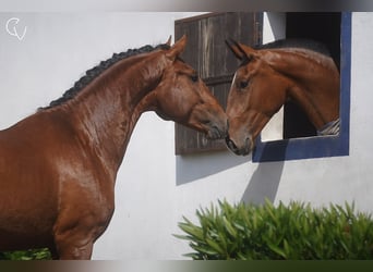 Lusitanien, Étalon, 3 Ans, 163 cm, Bai cerise