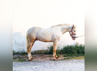 Lusitanien, Étalon, 3 Ans, 163 cm, Perlino