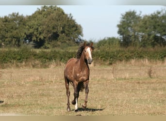 Lusitanien, Étalon, 3 Ans, 164 cm, Alezan