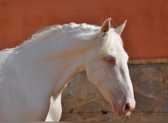 Lusitanien Croisé, Étalon, 3 Ans, 164 cm, Cremello