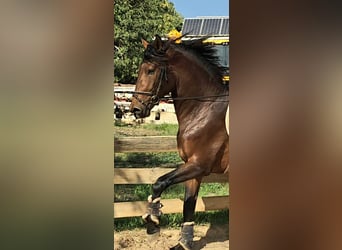 Lusitanien, Étalon, 3 Ans, 165 cm, Alezan