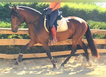 Lusitanien, Étalon, 3 Ans, 165 cm, Alezan