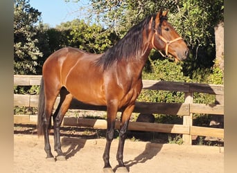 Lusitanien, Étalon, 3 Ans, 165 cm, Alezan
