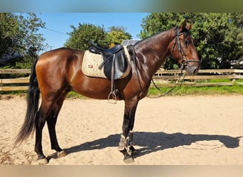 Lusitanien, Étalon, 3 Ans, 165 cm, Alezan