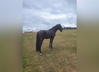 Lusitanien, Étalon, 3 Ans, 165 cm, Bai brun foncé
