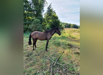 Lusitanien, Étalon, 3 Ans, 165 cm, Bai brun foncé