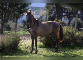 Lusitanien, Étalon, 3 Ans, 165 cm, Grullo