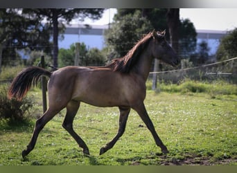 Lusitanien, Étalon, 3 Ans, 165 cm, Grullo