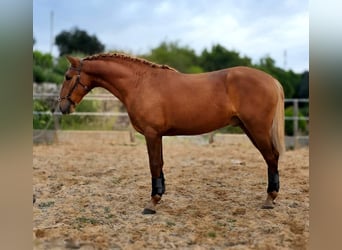 Lusitanien, Étalon, 3 Ans, 166 cm, Alezan brûlé