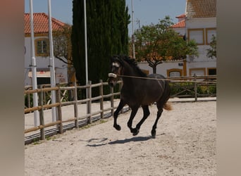 Lusitanien, Étalon, 3 Ans, 166 cm, Gris noir