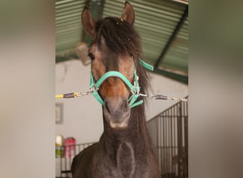 Lusitanien, Étalon, 3 Ans, 166 cm, Gris noir