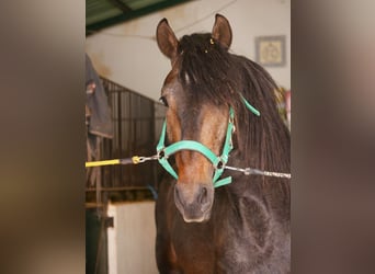 Lusitanien, Étalon, 3 Ans, 166 cm, Gris noir