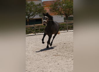 Lusitanien, Étalon, 3 Ans, 166 cm, Gris noir