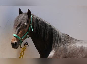 Lusitanien, Étalon, 3 Ans, 166 cm, Gris noir