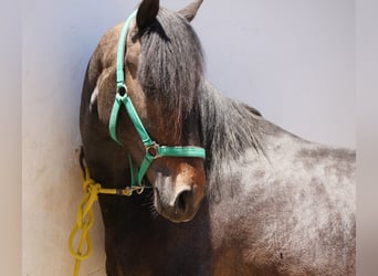 Lusitanien, Étalon, 3 Ans, 166 cm, Gris noir