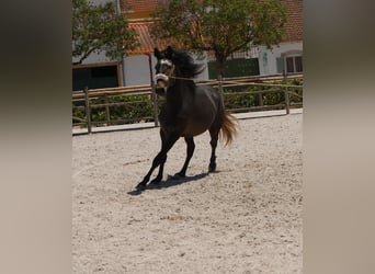 Lusitanien, Étalon, 3 Ans, 166 cm, Gris noir