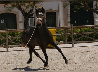 Lusitanien, Étalon, 3 Ans, 166 cm, Gris noir