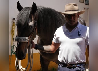 Lusitanien, Étalon, 3 Ans, 166 cm, Gris noir