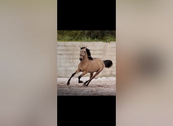 Lusitanien, Étalon, 3 Ans, 166 cm, Isabelle