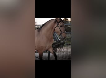 Lusitanien, Étalon, 3 Ans, 166 cm, Isabelle