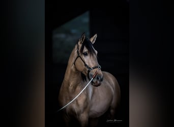 Lusitanien, Étalon, 3 Ans, 166 cm, Isabelle