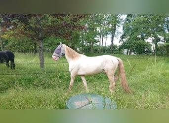 Lusitanien, Étalon, 3 Ans, 168 cm, Cremello