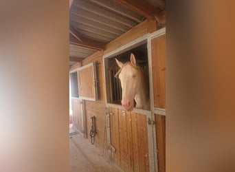 Lusitanien, Étalon, 3 Ans, 168 cm, Cremello