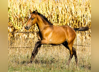 Lusitanien, Étalon, 3 Ans, 168 cm, Gris