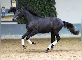 Lusitanien, Étalon, 3 Ans, 169 cm, Gris