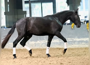 Lusitanien, Étalon, 3 Ans, 169 cm, Gris