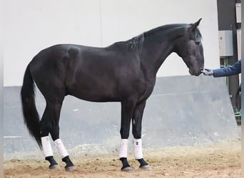 Lusitanien, Étalon, 3 Ans, 169 cm, Gris