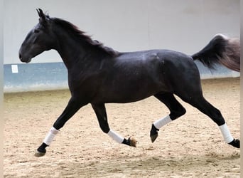 Lusitanien, Étalon, 3 Ans, 169 cm, Gris