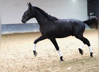 Lusitanien, Étalon, 3 Ans, 169 cm, Gris