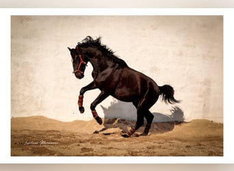 Lusitanien Croisé, Étalon, 3 Ans, 170 cm, Noir