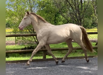 Lusitanien, Étalon, 3 Ans, 172 cm, Cremello