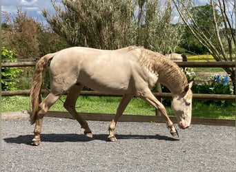 Lusitanien, Étalon, 3 Ans, 172 cm, Cremello