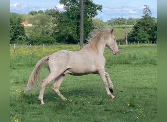 Lusitanien, Étalon, 3 Ans, 172 cm, Cremello