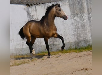 Lusitanien, Étalon, 3 Ans, 173 cm, Isabelle