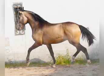Lusitanien, Étalon, 3 Ans, 173 cm, Isabelle