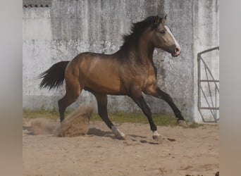 Lusitanien, Étalon, 3 Ans, 173 cm, Isabelle