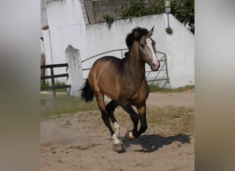 Lusitanien, Étalon, 3 Ans, 173 cm, Isabelle