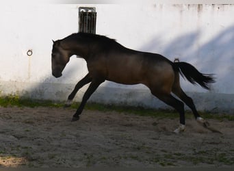 Lusitanien, Étalon, 3 Ans, 173 cm, Isabelle