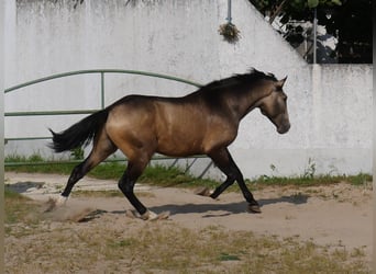 Lusitanien, Étalon, 3 Ans, 173 cm, Isabelle