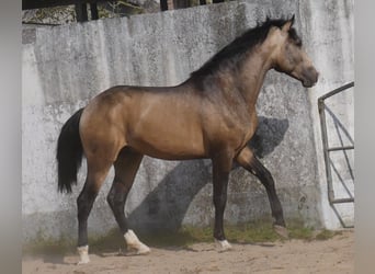 Lusitanien, Étalon, 3 Ans, 173 cm, Isabelle