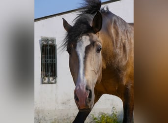Lusitanien, Étalon, 3 Ans, 173 cm, Isabelle