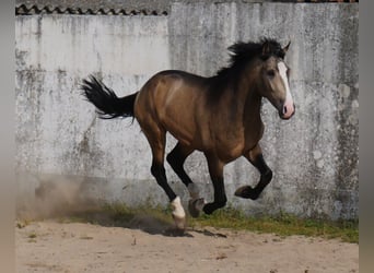 Lusitanien, Étalon, 3 Ans, 173 cm, Isabelle