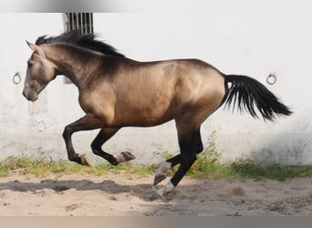 Lusitanien, Étalon, 3 Ans, 173 cm, Isabelle