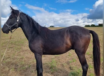 Lusitanien, Étalon, 3 Ans, Bai